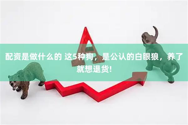 配资是做什么的 这5种狗，是公认的白眼狼，养了就想退货!
